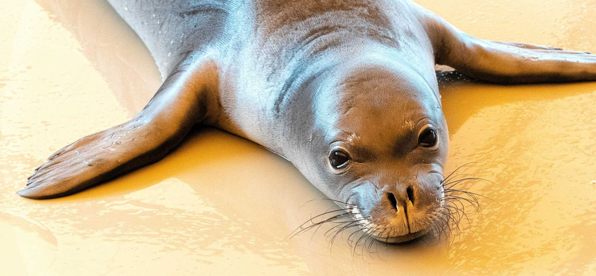 A Hawaiian monk seal.