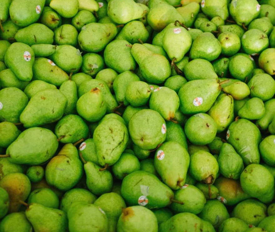 A large collection of pears.
