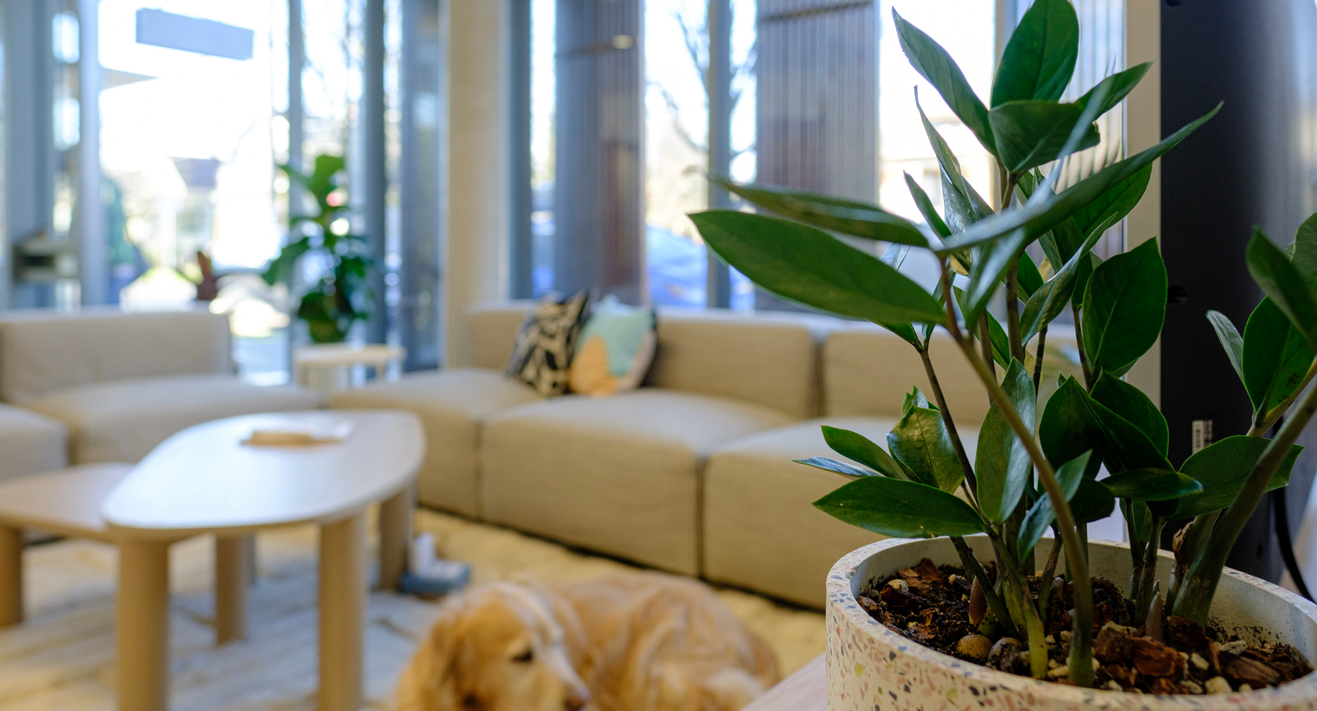 Photo of the office lounge area, plants, and Ida, the office golden retriever.