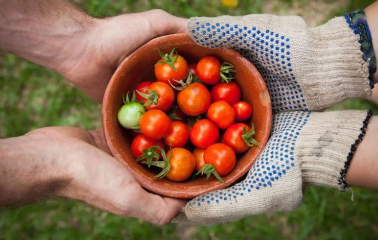 Hands holding up a bowl of cherry tomatoes.