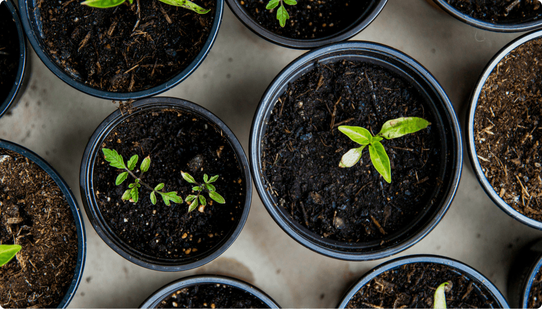 Seedlings sprouting in nursery pots, viewed from above.