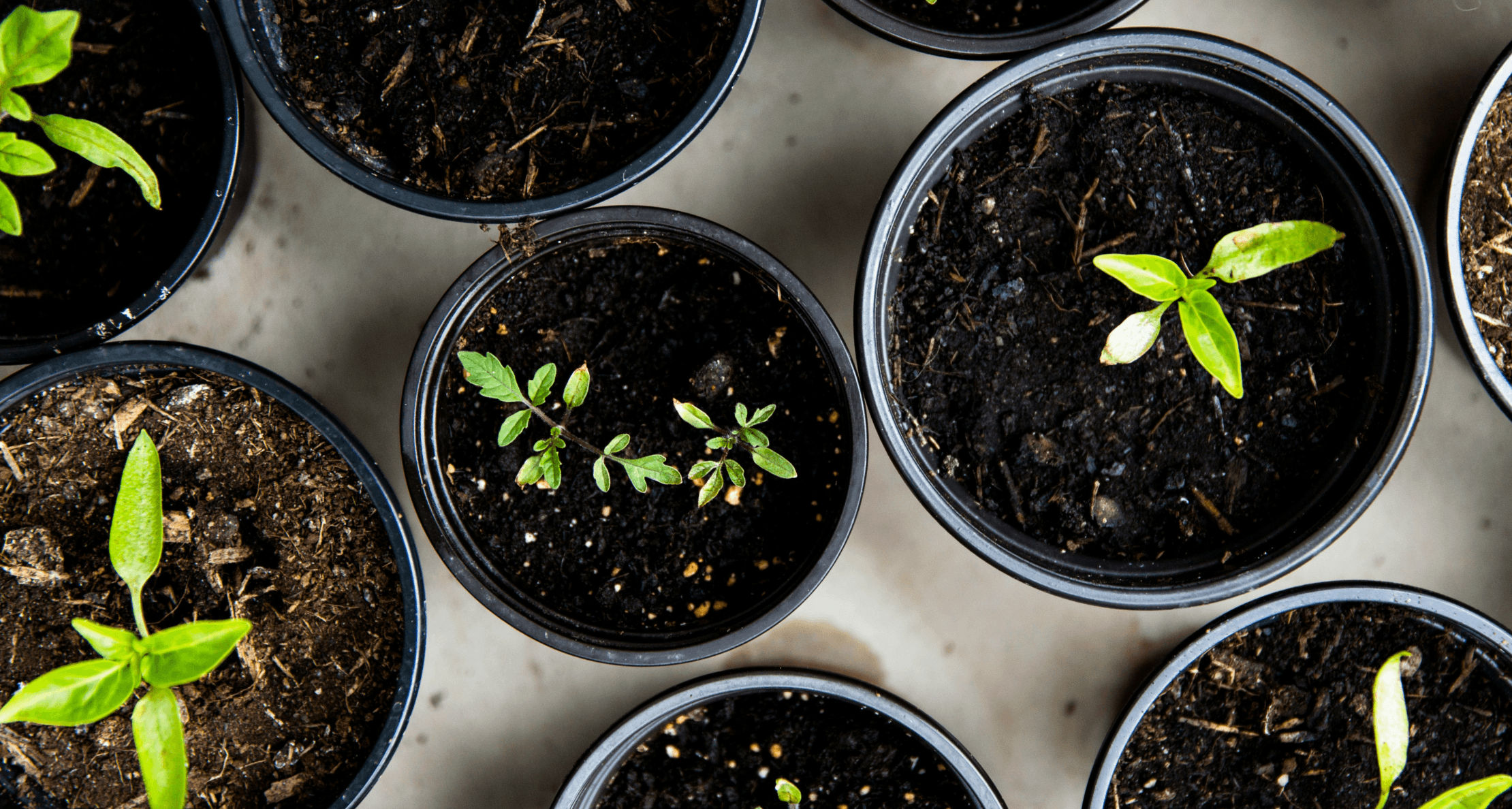 Seedlings sprouting in nursery pots, viewed from above.